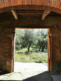 Scorcio sugli uliveti